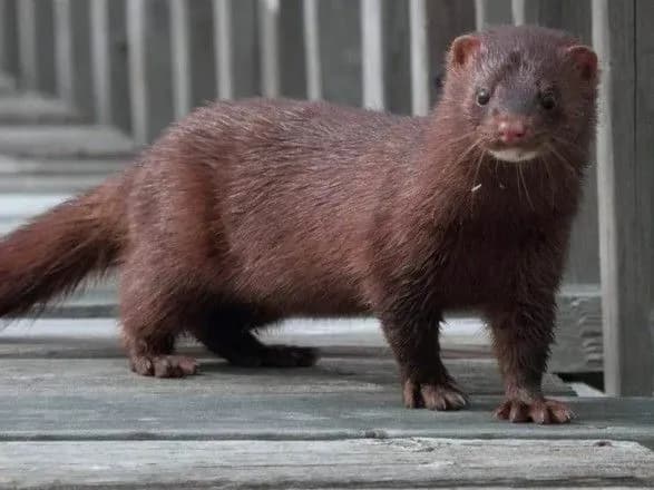 u-daniyi-znischili-vsikh-infikovanikh-koronavirusom-norok