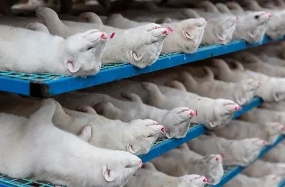 zmi-vbiti-danski-norki-pochali-povstavati-z-pid-zemli