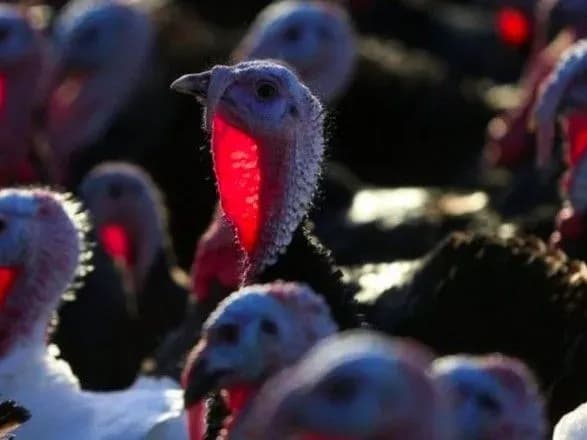 u-britaniyi-znischat-ponad-10-tis-indikiv-cherez-ptashiniy-grip