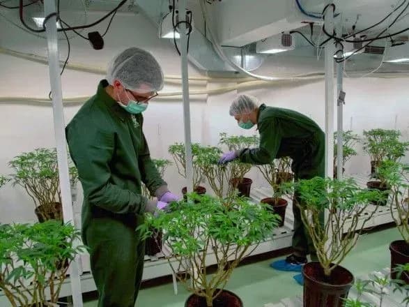 oon-viklyuchila-kanabis-zi-spisku-nebezpechnikh-narkotikiv