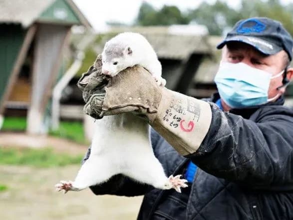 daniya-zaplatit-bilshe-3-mlrd-dol-fermeram-cherez-ubitikh-covid-19-norok