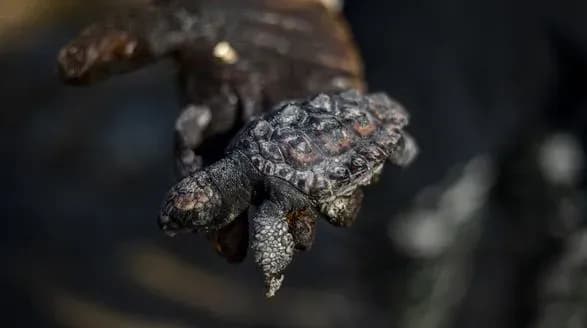 cherez-rozliv-naftoproduktiv-v-izrayili-zavdano-kolosalniy-zbitok-ekologiyi