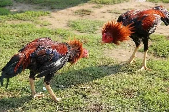 v-indiyi-biytsivskiy-piven-vbiv-gospodarya-nozhem