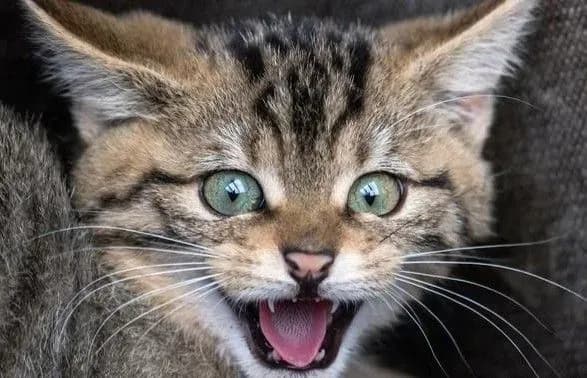 litak-u-sudani-povernuli-v-aeroport-pislya-togo-yak-zliy-kit-atakuvav-pilotiv