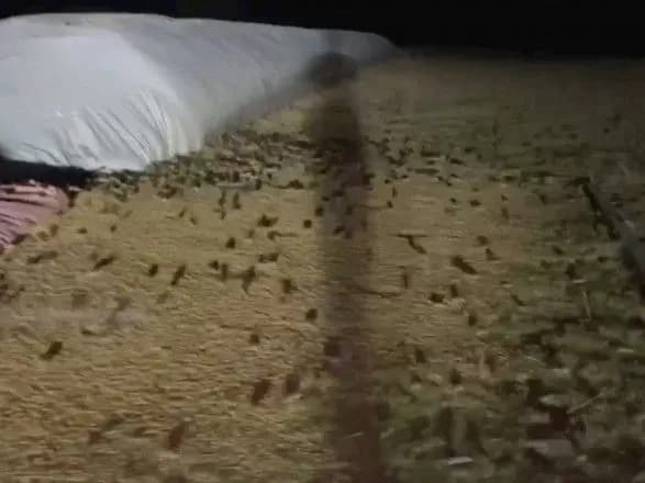 nashestya-mishey-u-avstraliyi-grizuni-pokusali-vzhe-trokh-lyudey