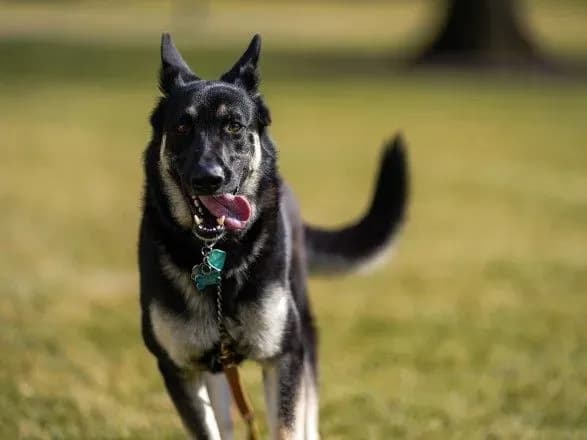 sobaka-baydeniv-povernuvsya-v-biliy-dim-pislya-intsidentu-zi-sluzhboyu-bezpeki