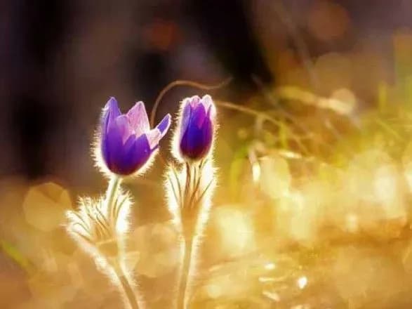 vesna-ide-vesni-dorogu-1-kvitnya-v-ukrayini-ochikuyetsya-do-20