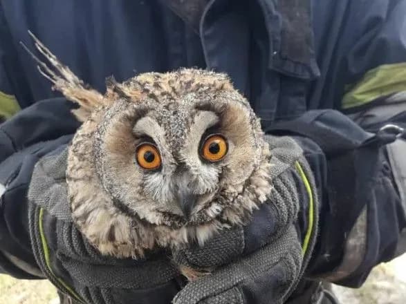 gorili-gektari-chagarnikiv-ta-ocheretu-proniklivi-foto-poryatunku-sovi-iz-vognyanoyi-pastki
