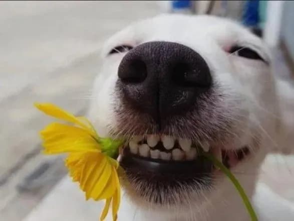 1-kvitnya-yake-svyato-sogodni