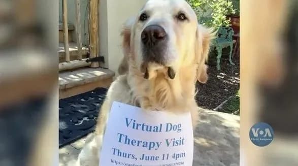 u-ssha-sobaki-nadayut-emotsiynu-pidtrimku-onlayn