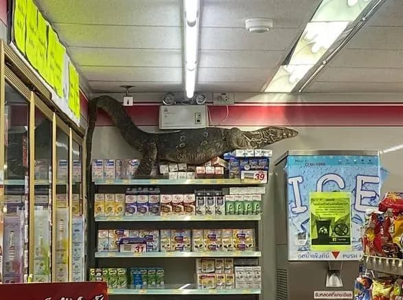 velichezniy-varan-nalyakav-vidviduvachiv-supermarketu-v-tayilandi