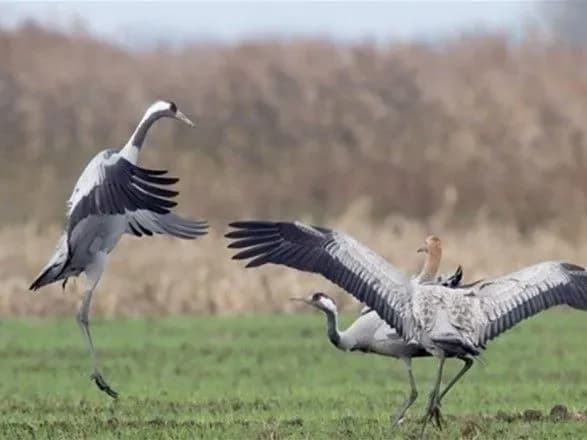 u-politsiyi-nazvali-preparat-vbivtsyu-chervonoknizhnikh-ptakhiv-na-khersonschini