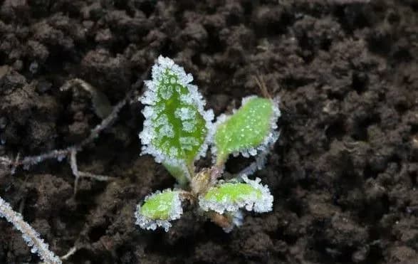 sinoptiki-prognozuyut-zamorozki-na-vikhidnikh