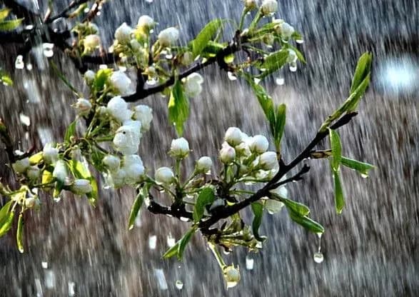 kviten-poproschayetsya-z-ukrayintsyami-grozami-ta-poteplinnyam-do-21