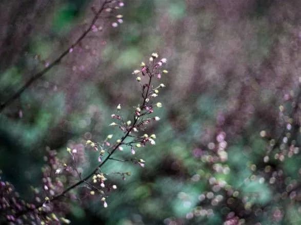 sinoptiki-dali-prognoz-na-traven-1