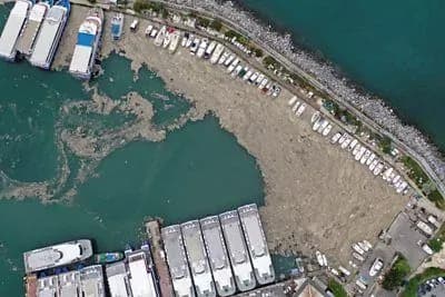 sliz-z-vodorostey-vkriv-morske-uzberezhzhya-u-turechchini-i-zagrozhuye-ekologiyi-chornogo-morya