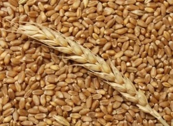 yak-pokhovati-reputatsiyu-ukrayini-na-zernovomu-rinku-sprava-eksglavi-derzhavnoyi-prodovolcho-zernovoyi-kompaniyi-viyshla-na-finishnu-pryamu