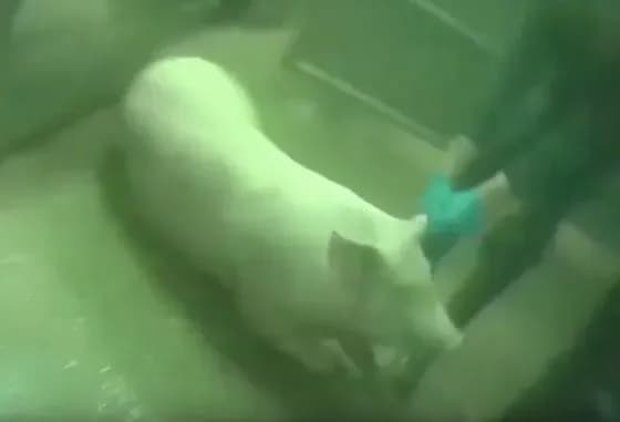 u-gonitvi-za-groshima-niderlandsku-svinofermu-peretvorili-v-kontstabir