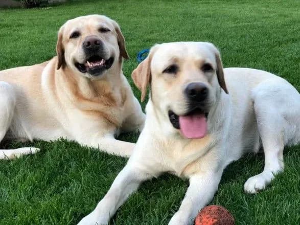 26-serpnya-svyatkuyut-vsesvitniy-den-sobak