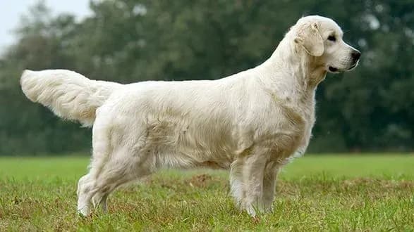 u-braziliyi-sud-viznav-pravo-dvokh-sobak-na-moralnu-kompensatsiyu-vid-gospodariv