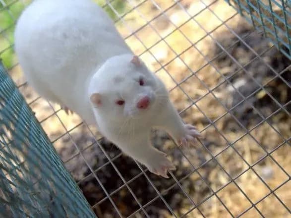 finlyandiya-pershoyu-v-yevropi-pochne-vaktsinuvati-norok-proti-covid-19