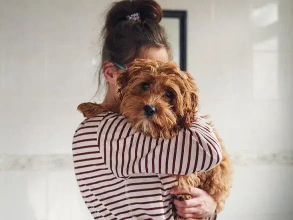 v-ispaniyi-para-pislya-rozluchennya-sudilasya-za-te-z-kim-zalishitsya-zhiti-sobaka