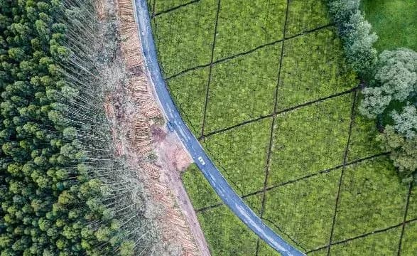 cop26-svitovi-lideri-obitsyayut-poklasti-kray-virubtsi-lisiv-do-2030-roku