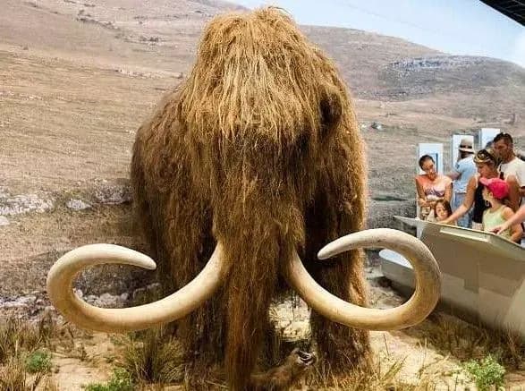 doslidniki-znayshli-vidpovid-khto-vinniy-u-vimiranni-sherstistikh-mamontiv