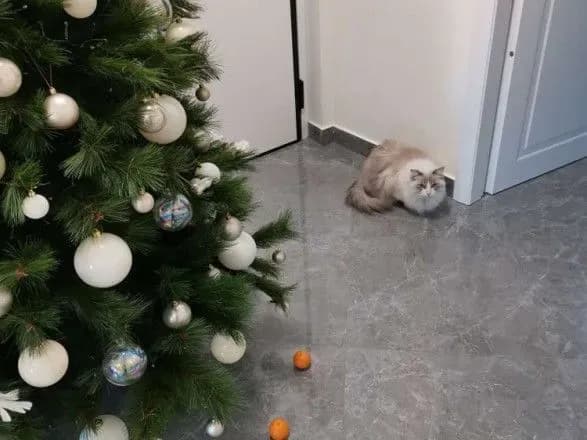 u-ssha-zhinka-vigadala-sposib-yak-zakhistiti-novorichnu-yalinku-vid-kota