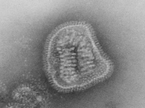 doslidzhennya-vcheni-vidilili-variatsiyi-geniv-imunnoyi-sistemi-yaki-zakhischayut-yevropeytsiv-vid-gripu