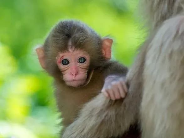 nagoduvala-narkotikami-ta-namagalas-zmiti-v-unitaz-v-uelsi-zhinka-zhorstoko-poznuschalas-nad-mavpoyu