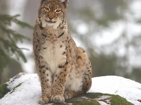 u-latviyi-risey-vklyuchat-do-spisku-tvarin-yaki-okhoronyayutsya