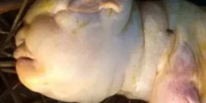 v-indiyi-narodilosya-kozenya-z-lyudskim-oblichchyam