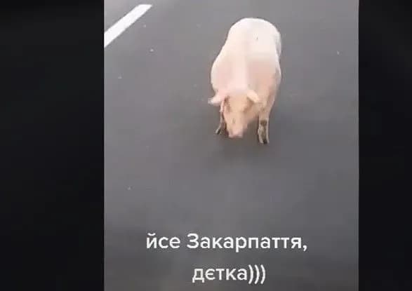 na-zakarpatti-svinya-vtekla-z-avtoprichepa-i-pidkorila-sotsmerezhi