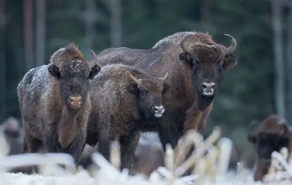 u-bilovezkiy-puschi-21-zubr-provalivsya-pid-lid