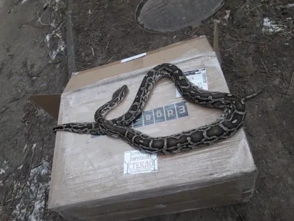 u-chernivtsyakh-posered-vulitsi-viyavili-mertvogo-pitona