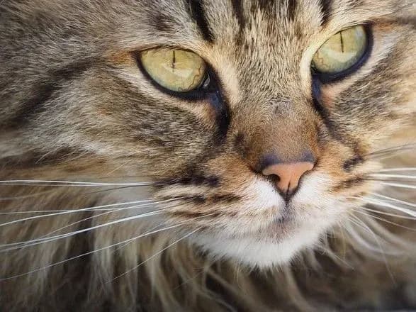 na-khmelnichchini-cholovik-vbiv-kota-bo-tvarina-yila-z-yogo-tarilki