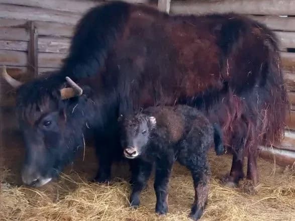 u-zapovidniku-askaniya-nova-narodivsya-malyuk-tibetskogo-yaka-yogo-nazvali-bayraktar