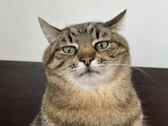 kharkivskiy-kit-stepan-zibrav-10-tisyach-dolariv-dlya-dopomogi-tvarinam-z-ukrayini