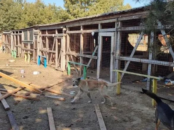 shist-raziv-zaznavav-bombarduvannya-dolya-pritulku-nepodalik-makarova-de-lyudi-prodovzhuyut-nadavati-dopomogu-tvarinam