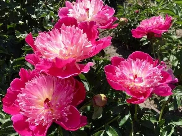 na-vershini-svogo-tsvitinnya-u-botanichnomu-sadu-na-pechersku-sezon-pivoniy