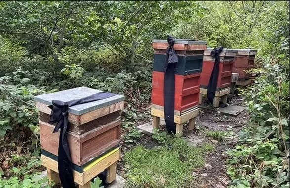 bdzholam-korolevi-yelizaveti-ii-povidomili-pro-yiyi-smert