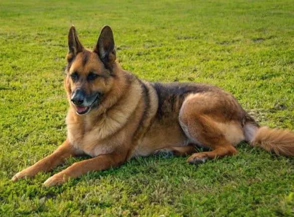 vbiv-ta-rozchlenuvav-dvokh-sobak-na-zhitomirschini-cholovika-zasudili-do-5-rokiv-pozbavlennya-voli