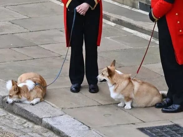 popit-na-ulyublenu-poradu-sobak-korolevi-dosyag-novogo-maksimumu-pislya-yiyi-smerti