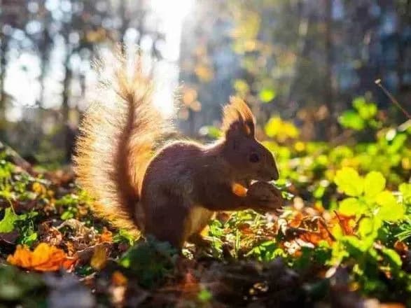 vid-0-do-18-tepla-prognoz-pogodi-na-sogodni-1