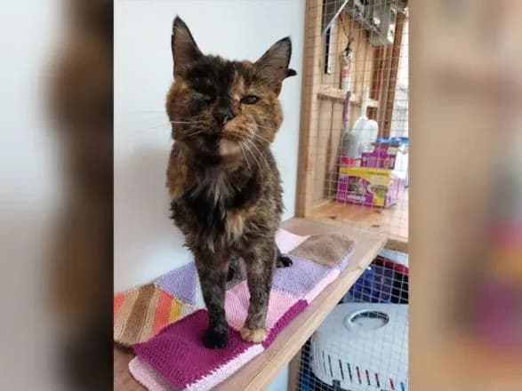 naystarishiy-kishtsi-u-sviti-mayzhe-27-rokiv-vstanovleno-rekord