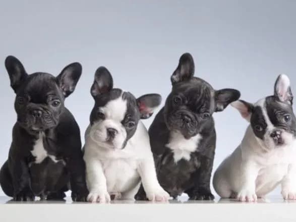 doslidniki-rozpovili-scho-same-vplivaye-na-povedinku-sobak