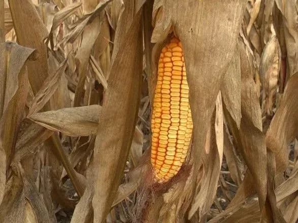 tretina-vrozhayu-kukurudzi-v-ukrayini-vse-sche-na-polyakh-cherez-doschi-ta-vidklyuchennya-elektriki-bloomberg