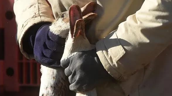 yevropu-okhopiv-naygirshiy-v-istoriyi-spalakh-ptashinogo-gripu