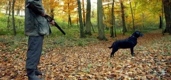 sobaka-zastreliv-lyudinu-pid-chas-polyuvannya-v-ssha